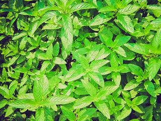 Image showing Retro look Peppermint