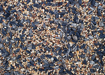 Image showing Bird seed background 