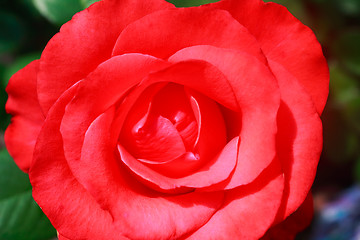 Image showing Beautiful blossoming rose against the green of the leaves