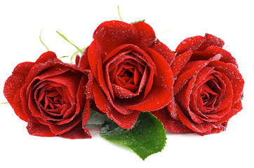 Image showing Three Red Roses