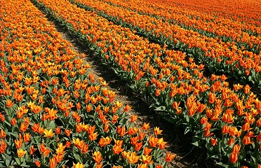 Image showing orange tulip field