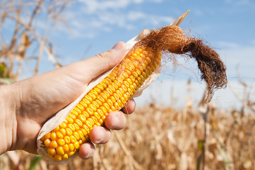 Image showing maize in hand over field