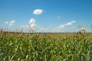 Image showing field with corn under blue sky and clouds