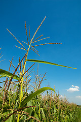 Image showing field with maize