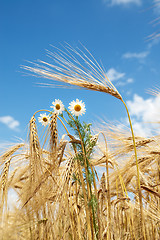Image showing ears of wheat with chamomiles