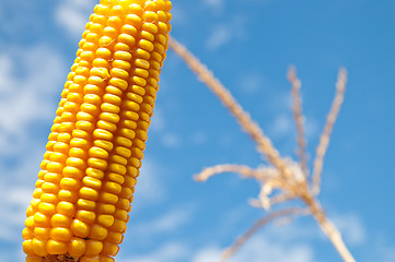 Image showing maize close up under cloudy sky