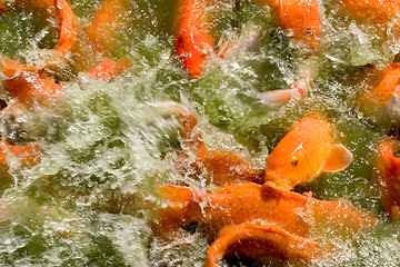 Image showing Feeding Frenzy 3