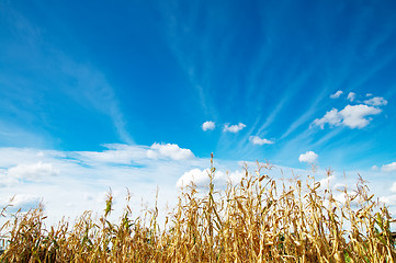 Image showing field with maize