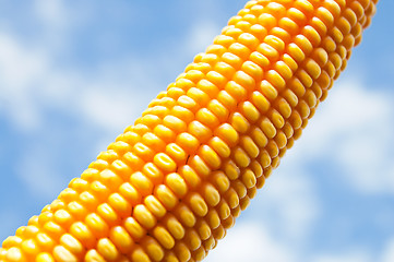 Image showing maize close up under cloudy sky