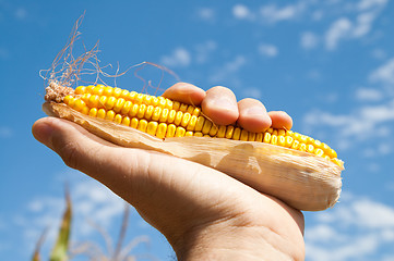 Image showing maize in hand under sky