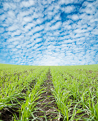 Image showing closeup of green field under cloudy sky