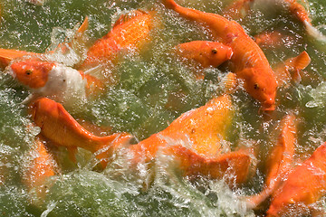 Image showing Feeding Frenzy: Koi