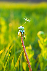 Image showing alone old dandelion in evening