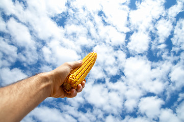 Image showing maize in hand under cloudy sky