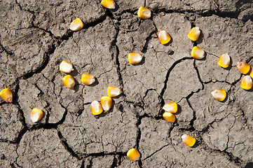 Image showing grains of corn over cracked earth