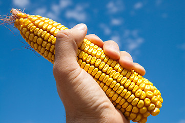 Image showing maize in hand under sky