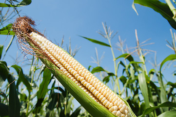 Image showing fresh raw corn on the cob with husk