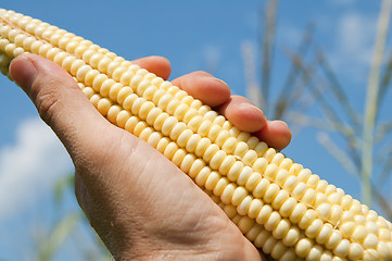 Image showing maize in hand