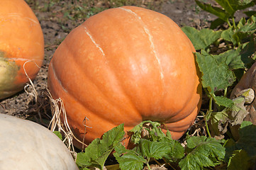 Image showing orange ripe pumpkin with green leaf