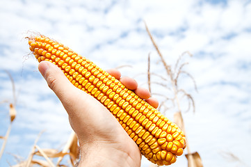 Image showing maize in hand over field