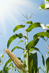 Image showing corn on the cob under sunrays