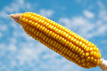 Image showing ripe maize close up under cloudy sky