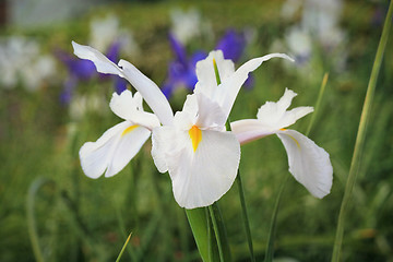 Image showing White Dutch Iris Flower Casablanca