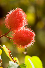 Image showing Bloom, Lipstick Tree, Hoomaluhia Botanical Gardens