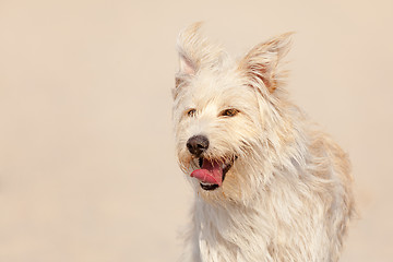 Image showing Golden dog at the beach