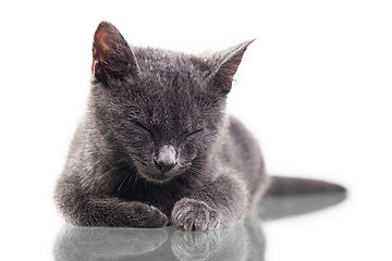 Image showing Chatreaux Kitten Sleeping