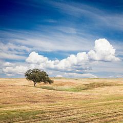 Image showing Tree in Field