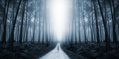 Image showing Scary Misty Road in the Forest