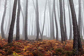 Image showing Foggy Forest