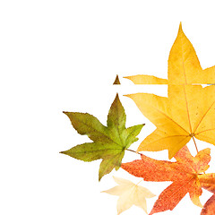 Image showing Autumn fall Leaves