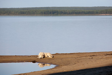 Image showing sleeping dog