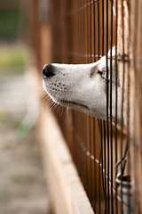 Image showing dog behind a fence 