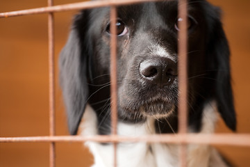 Image showing dog behind bars