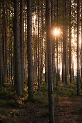 Image showing beautiful sunny forest 