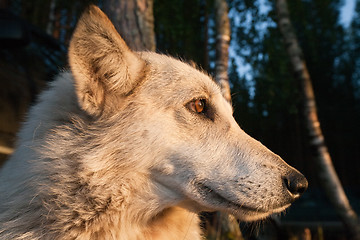 Image showing pedigree noble white dog profile