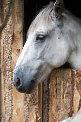 Image showing horse head profile