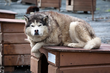 Image showing sled dog laying on its doghouse