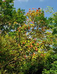 Image showing Lipstick Tree, Hoomaluhia Botanical Gardens