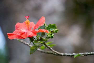 Image showing Tropical Flower, Haiku Gardens