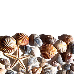 Image showing sea shells and star 