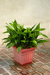 Image showing old wall and plant 