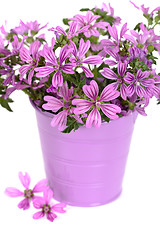 Image showing wild violet flowers in bucket