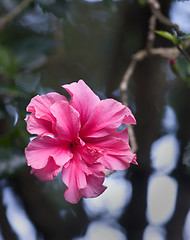 Image showing Tropical Flower, Haiku Gardens