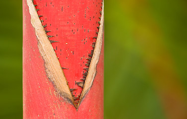 Image showing Red Trunk, Sealing Wax Palm,  Hoomaluhia Botanical Gardens