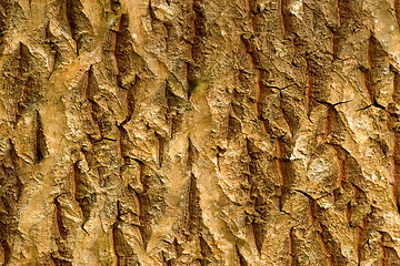 Image showing Trunk Abstract, Ho'omaluhia Botanical Gardens