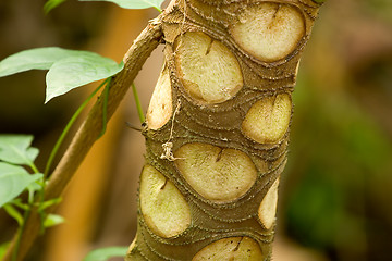 Image showing Tropical Tree with Interesting Bark, Ho'omaluhia Botanical Garde